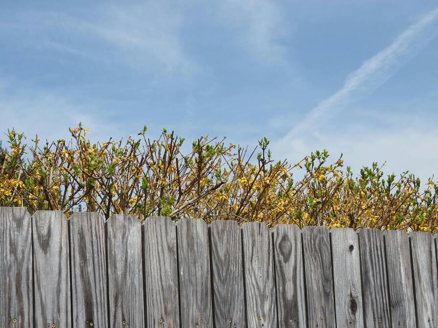 Holzzaun als Sichtschutz vor Hecke